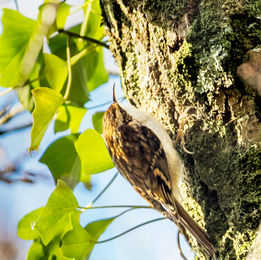 tree creeper, Backswood, © Andrew Hughes Photography.  