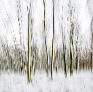 Snowy Beech, Trinley Estate