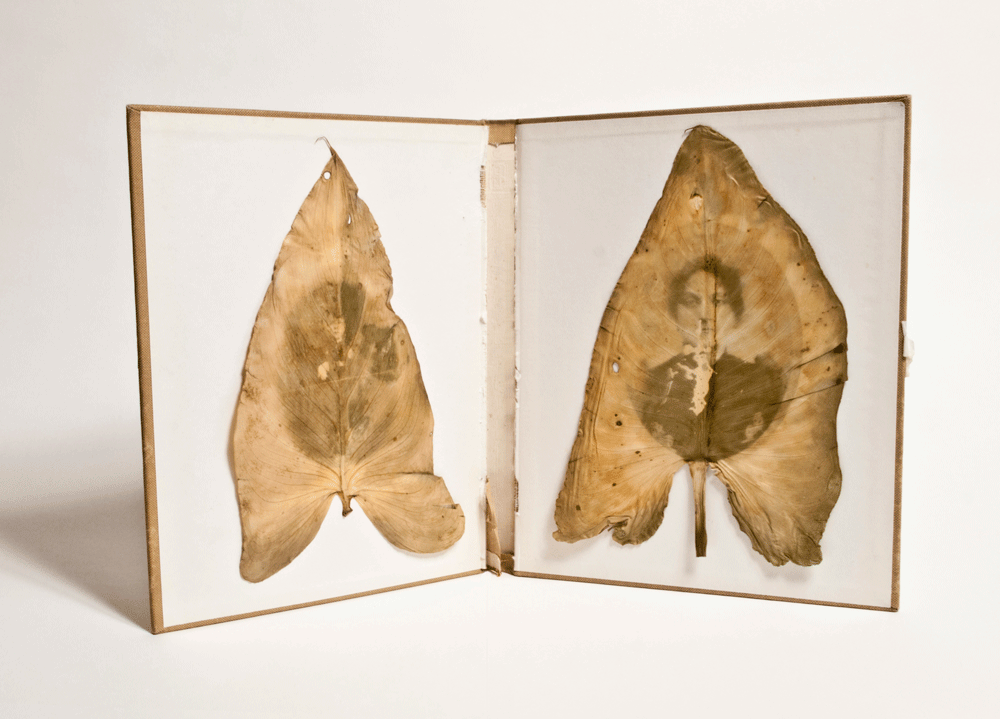 liber-figuratum.gif