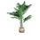 ภาพขนาดย่อ: ต้นหมากเขียว(Lady Palm)