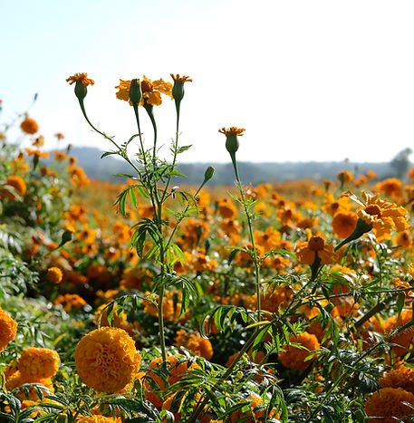 Campo de flores.JPG