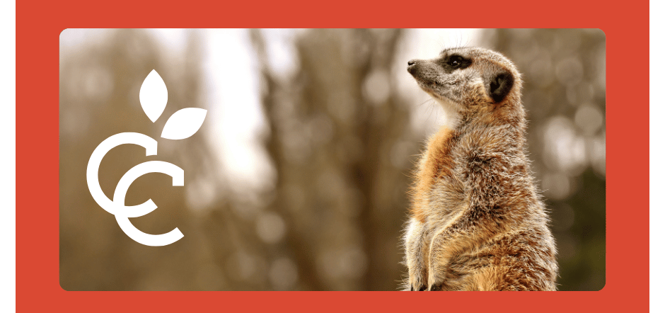Be consistent, like the meerkat