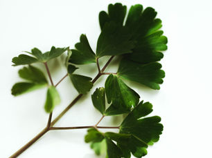 Petersilienbalsam - Das Produkt. 