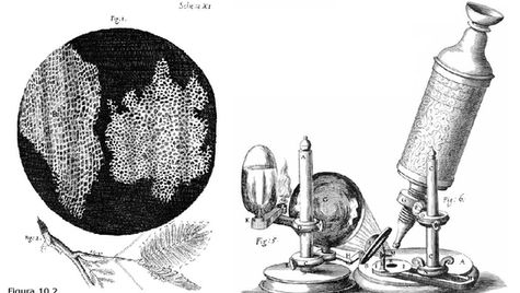 A Teoria Celular e o Nascimento da Biologia Moderna