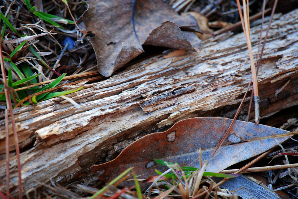 Explorations of Nature