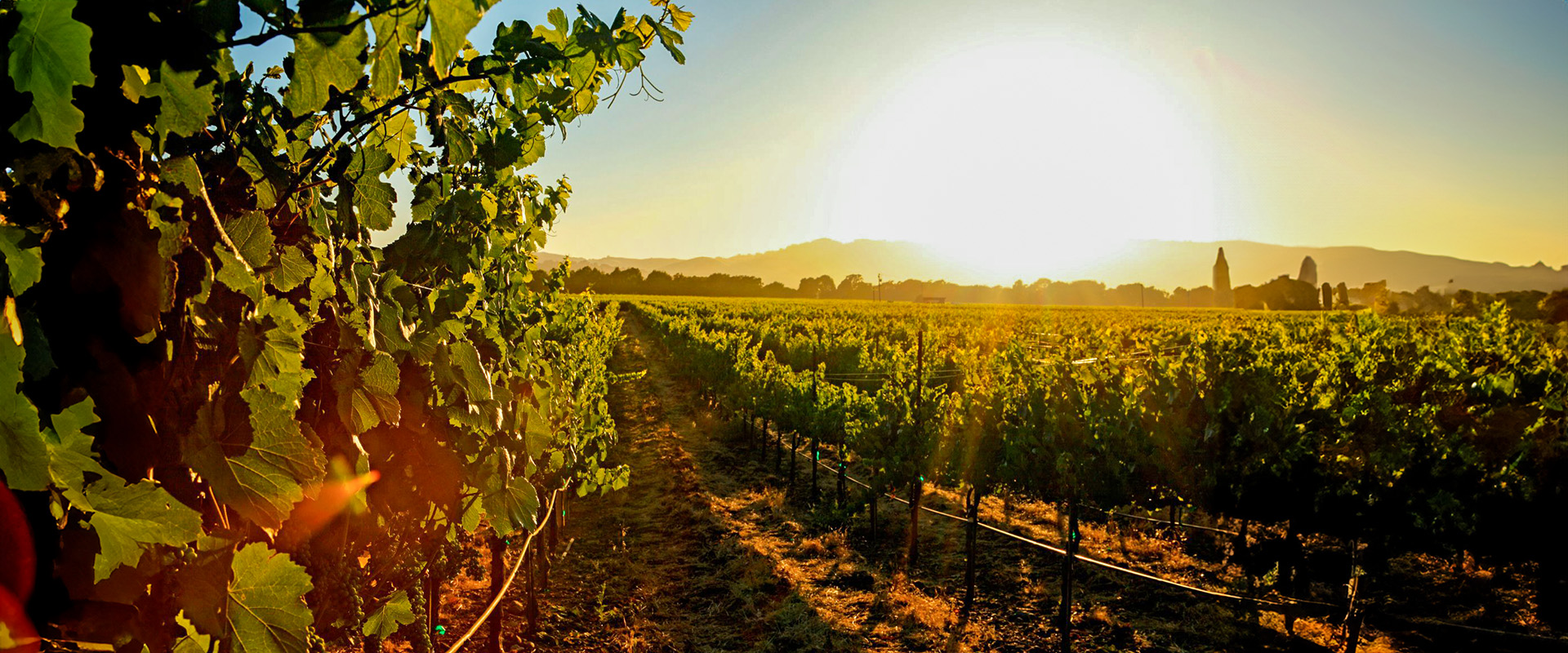 Weinwanderung am Mittelrhein