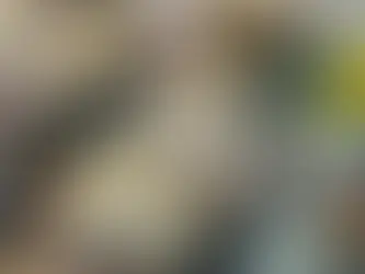 El gatito más gordo del mundo muere tras ir a un campamento para bajar de peso