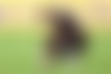 México no pudo con Ecuador en la Copa América, empató sin goles y quedó fuera de la justa continental