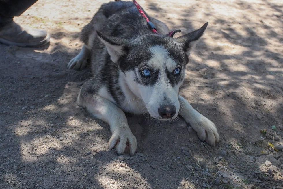 Perrito en adopción en Delicias, Chihuahua