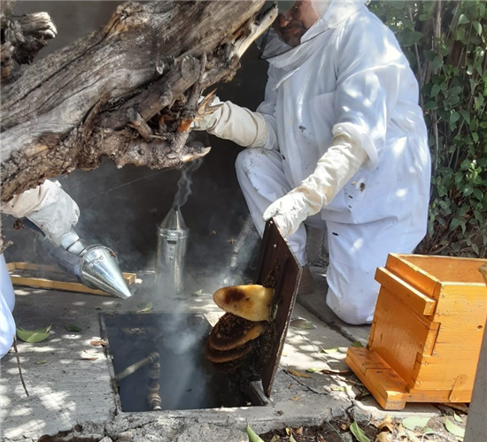 Guardianes Ecológicos reubican miles de abejas de la zona urbana