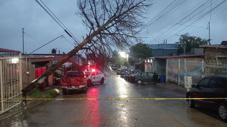 Árbol caído en Chihuahua