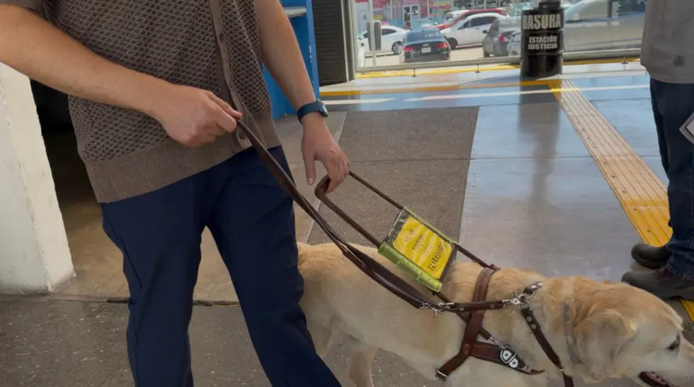 Perro Guía, Chihuahua