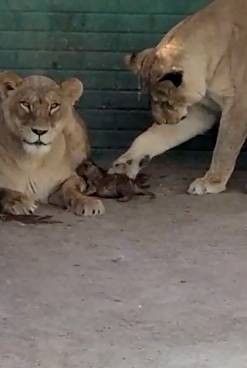 Nace cachorro de León en Zoológico de Aldama