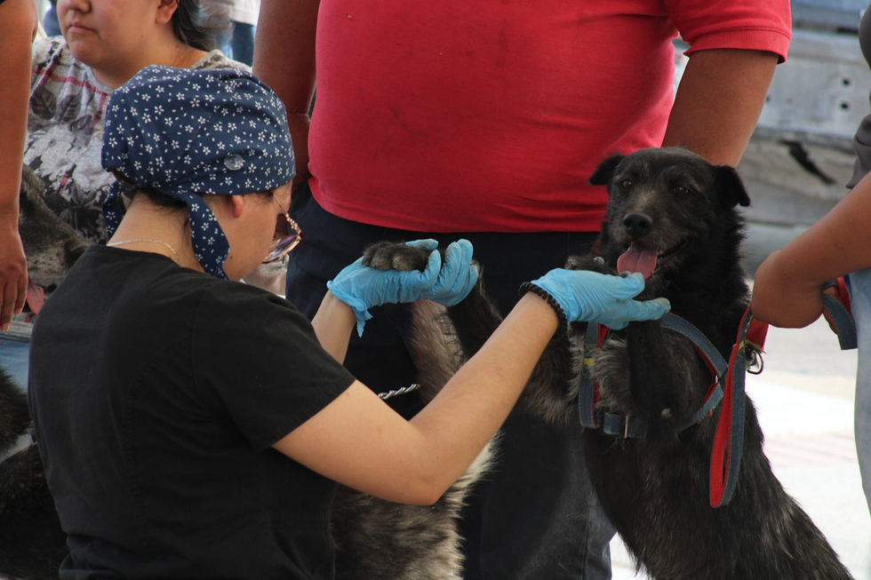 Realizarán Centros Comunitarios esterilización masiva de mascotas en Ciudad Juárez