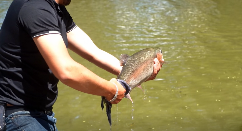 Liberan truchas para el curso de pesca en Guachochi