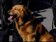 Frank: Ejemplar canino en Chihuahua
