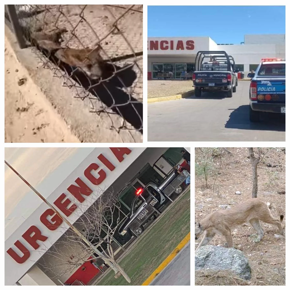 Tenían de mascota un puma y le arranca medio brazo a niña de 3 años en Guachochi