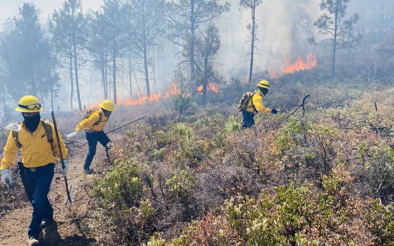 Brigadistas de Chihuahua sofocando incendio forestal