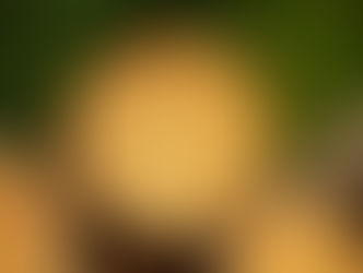 עצה קטנה וחכמה מנגר אחד חכם