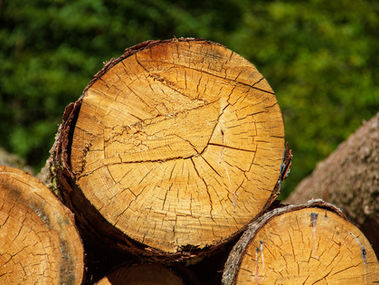 עצה קטנה וחכמה מנגר אחד חכם