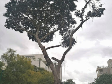 סיפור קצר על עץ עתיק שלימד אותי שיעור לחיים