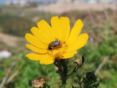 "תגיד אפשר לצעוק אתך"?
