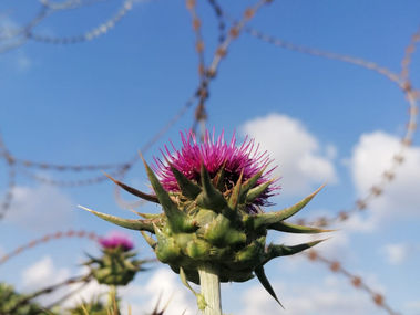 🌹 זה הכל עניין של נקודת מבט 🌹