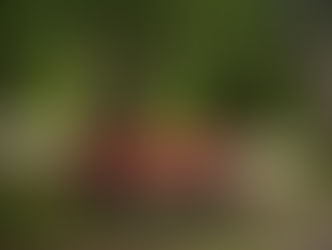 הסליחה שלא נאמרה לעולם