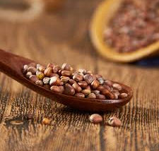 【文風筆動】" 白蘿蔔的種子 "