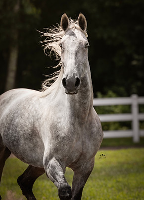JKleinPhotos_SpecialtyDesignStables_033.jpg