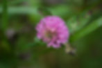 The nature around