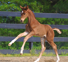 Wred Ryder 22 10.jpg