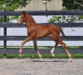 Dede Foal 2019 (2).JPG