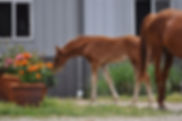 2015_DramaQueen_filly_pic1.jpeg