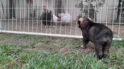 Working German Shepherd puppy Australia