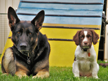 working english springer spaniel puppy australia