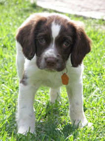 working english springer spaniel puppy australia