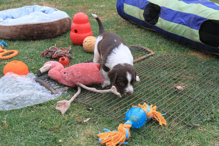 working english springer spaniel puppy australia