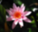 Teichrose_edited.jpg