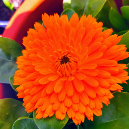 Ode alla mia calendula
