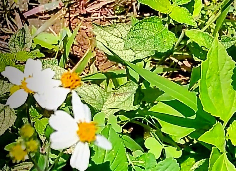 white and yellow Spanish needle plant growing naturally in the wild