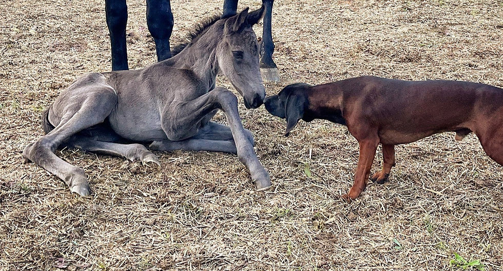 Maremmao-Fohlen und Bayerischer Gebirgsschweißhund-Rüde im liebevollen Umgang miteinander beide aus der Zucht von Sterpeti