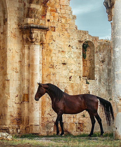 maremmano-horse-san-bruzio-tuscany