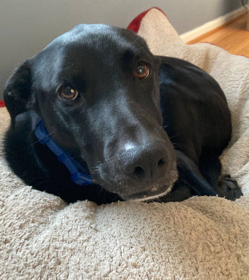 The Dog With 1,000 Names