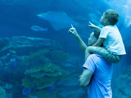 Dubai’s Top Wildlife Attractions and Aquarium Worlds