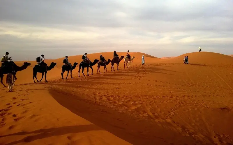 A caravan of camels in the deserts of the UAE