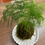 サムネイル： 苔玉（アスパラガスナナス）