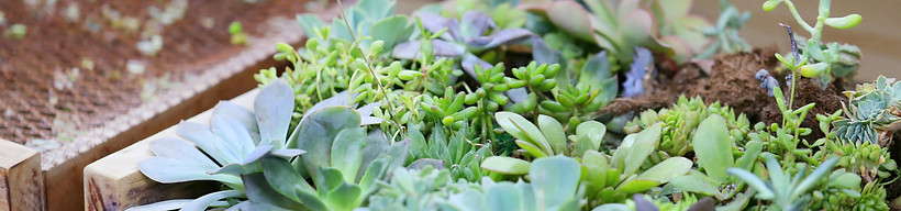 Caja planta