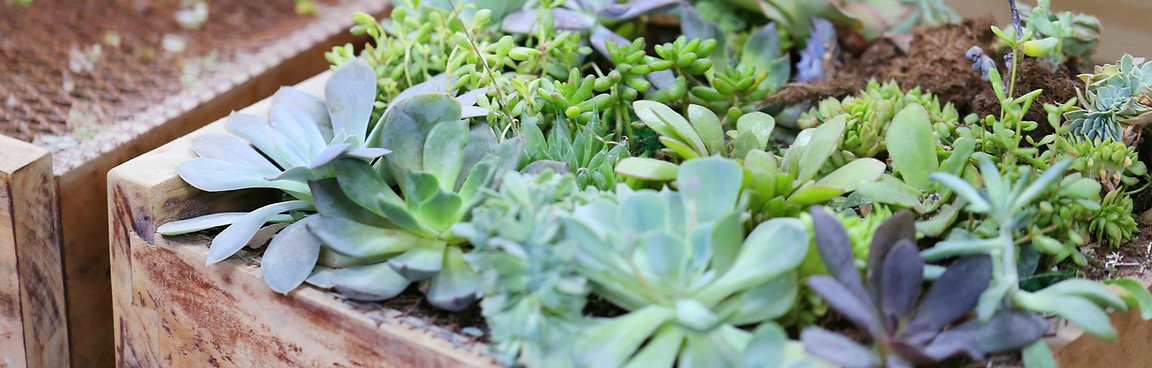 Plant Box