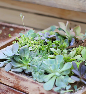 Plant Box